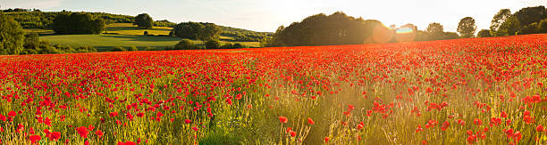 leuchtend roter mohn felder warmen sonnenlicht ausgestellten sommer landschaft panorama - landscape nature poppy field stock-fotos und bilder