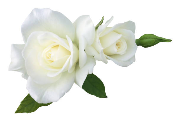 istock White rose flower isolated on white background 1486502405