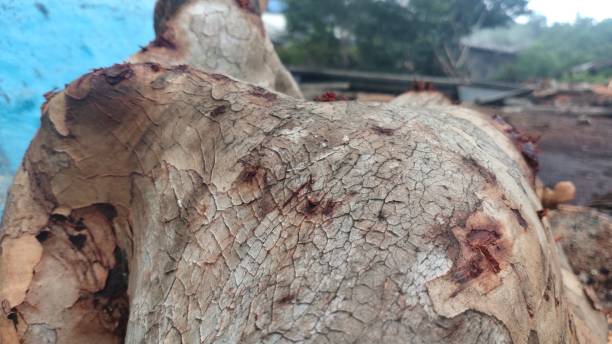 istock WOOD SKIN 1486503777
