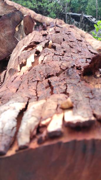 istock tree bark - Logs skin - wood skin 1486503866
