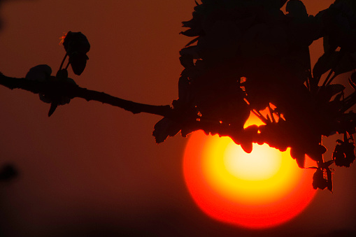 Amazing orange red sunset with trees silhouette.