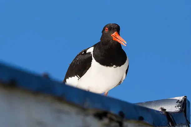 oystercatcher on a roof