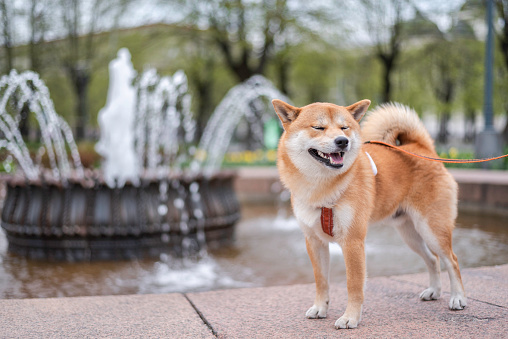 Smiling shiba inu dog is posing in front of fountain in Riga city center.