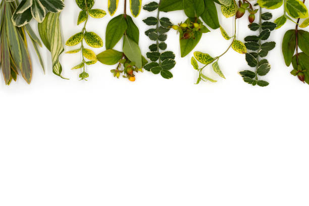 istock Medicinal herbs, leaves and flowers on a white background, top view, flat surface with empty space for text 1486509065