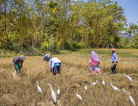 Siyambalagoda, Central Province, Sri Lanka - February 23rd 2023:  Group of people harvesting rice surrounded by white egrets in a field lined with coconut palm trees