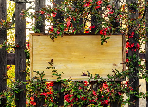 empty wooden board attached to a wooden fence with red flower, close view