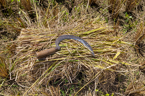 Worn and well used sickle laying on a bunch of freshly harvested rice on a field in the central part of Sri Lanka