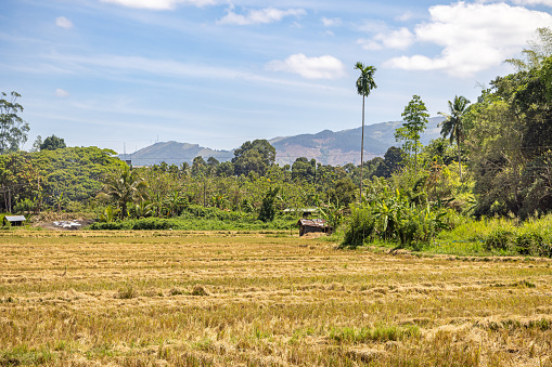 Freshly harvested rice field lined with coconut palm trees in the central part of Sri Lanka