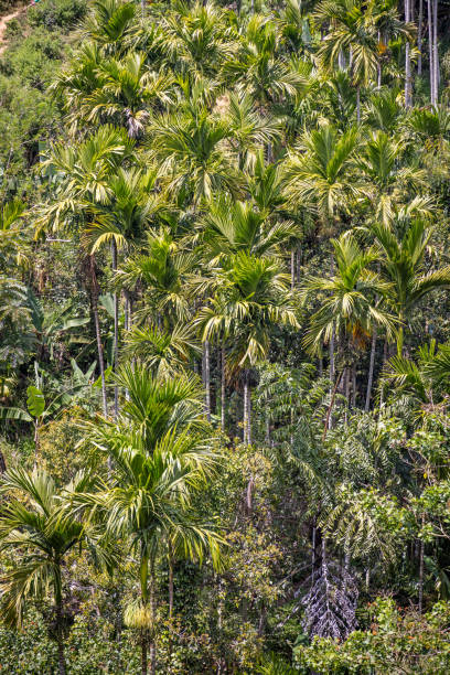 istock View to a mountain side with coconut palm trees 1486511010