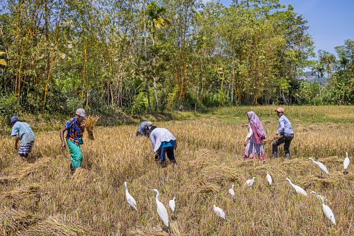 Siyambalagoda, Central Province, Sri Lanka - February 23rd 2023:  Group of people harvesting rice surrounded by white egrets in a field lined with coconut palm trees