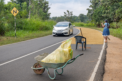 Dambulla, Central Province, Sri Lanka - March 2nd 2023:  Farmer drying fresh rice on the road which is a common sight in Sri Lanka