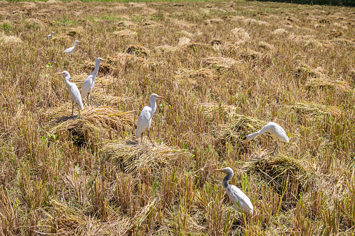 White egrets in a freshly harvested rice field in the central part of Sri Lanka