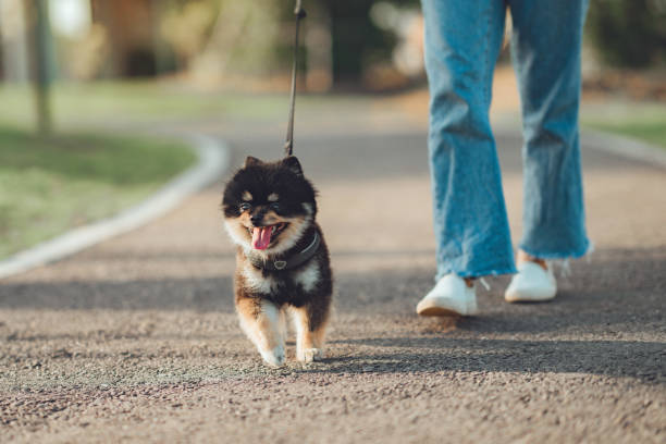 istock Owner walking with dog together in park outdoors, copy space 1486516955