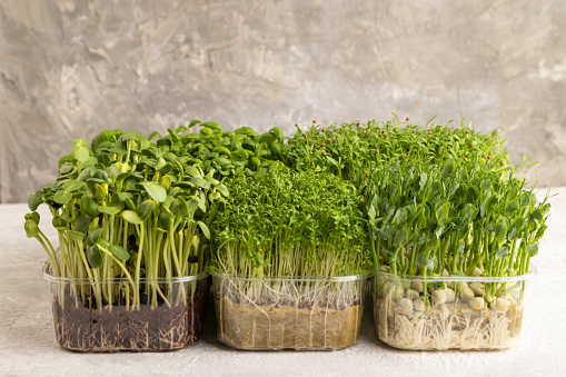 Set of boxes with microgreen sprouts of green basil, pea, cilantro, sunflower, watercress on gray concrete background. Side view, copy space.