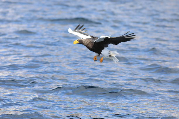istock Steller's sea eagle in Hokkaido, North Japan 1486516971