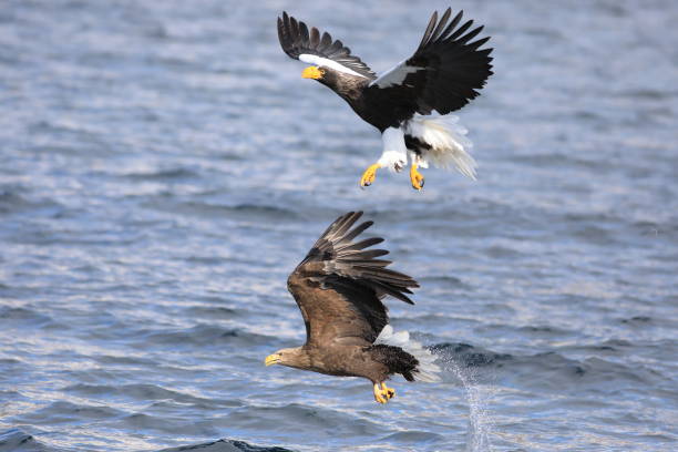 istock Steller's sea eagle in Hokkaido, North Japan 1486516973