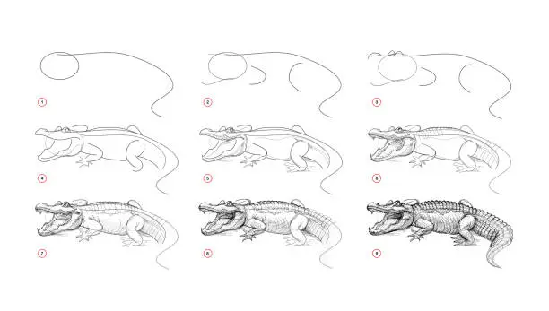 Vector illustration of Page shows how to learn to draw sketch a redoubtable alligator. Pencil drawing lessons. Educational page for artists. Textbook for developing artistic skills. Online education. Vector illustration.