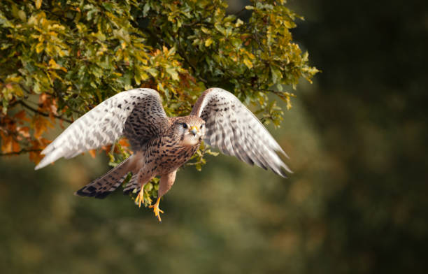 Close up of a Common kestrel in flight Close up of a Common kestrel in flight, England. falco tinnunculus stock pictures, royalty-free photos & images