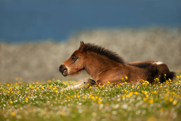 istock Shetland little pony lying in the meadow with flowers 1486520548