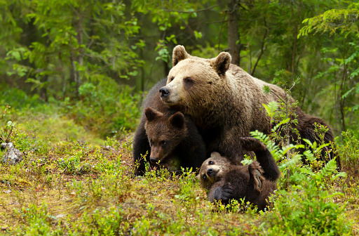 Close up of female Eurasian brown bear (Ursos arctos) and her playful cubs in boreal forest, Finland.