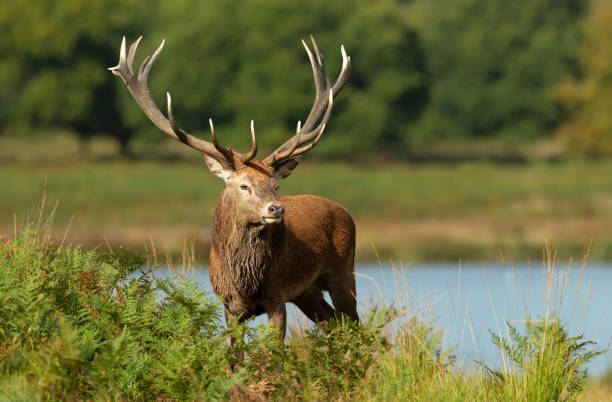 istock Red deer stag standing in bracken near a pond 1486520657