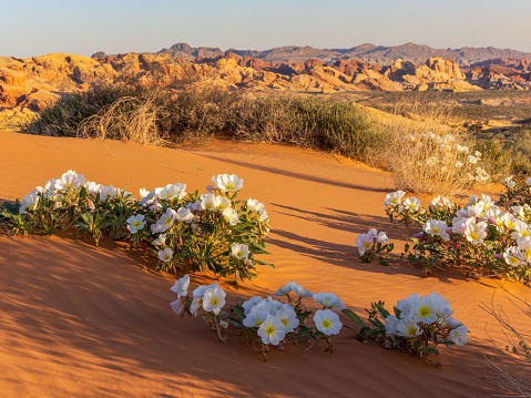 A picturesque landscape with a sandy desert landscape and a vibrant patch of primrose flowers