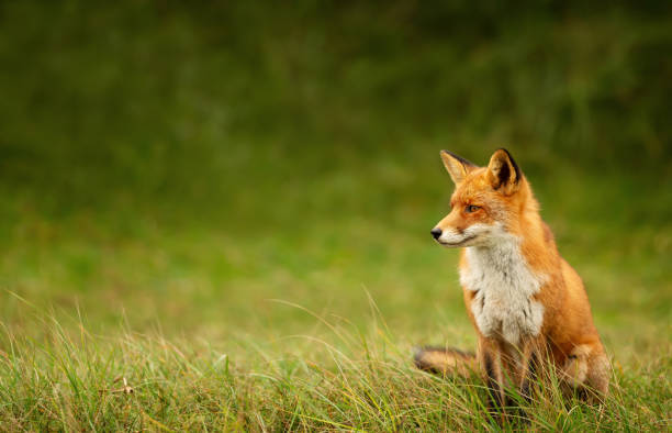 istock Close up of a red fox sitting in green grass 1486520767