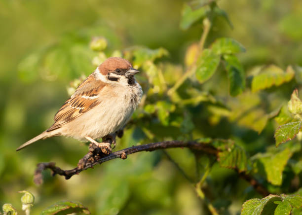 Eurasian tree sparrow perched on a shrub branch stock photo