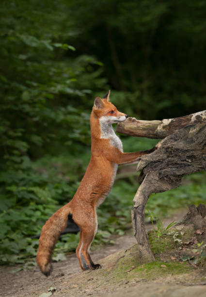 istock Cute red fox standing on hind legs in a forest 1486520810