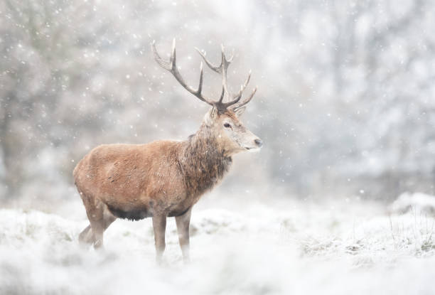istock Red deer stag in the falling snow in winter 1486520857