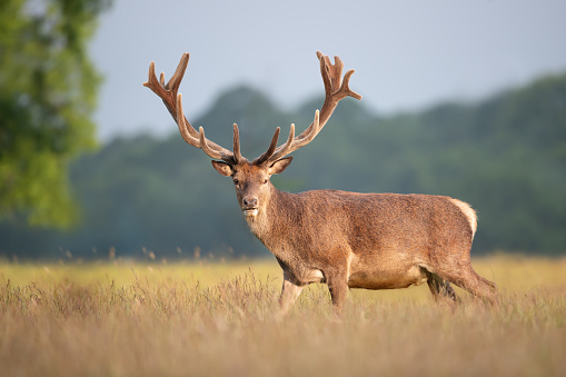 Close up of a red deer stag with velvet antlers in summer, United Kingdom.