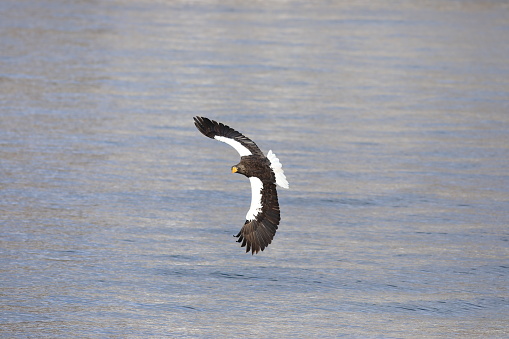 Steller's sea eagle (Haliaeetus pelagicus) in Hokkaido, North Japan