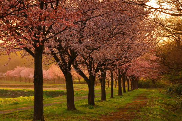 istock Cherry blossom trees at sunrise 1486521795