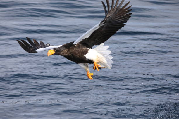 istock Steller's sea eagle in Hokkaido, North Japan 1486522492