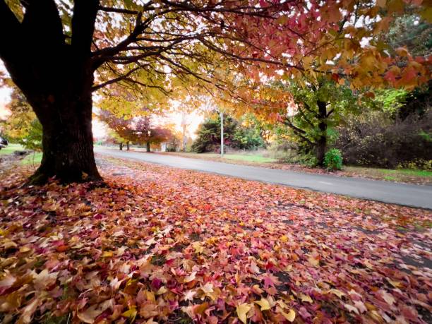 istock New England High Country Autumn Landscape 1486524459