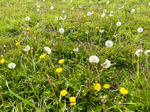 Horizontal closeup photo of fluffy white Dandelion seed heads, yellow flowers and grass growing among green clover leaves in a paddock in Uralla near Armidale, New England high country, in Autumn.