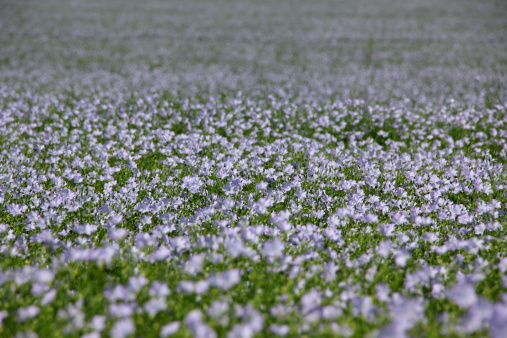 A field of linum in Germany