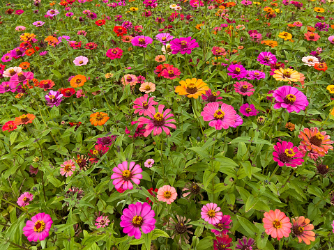 Horizontal high angle closeup photo of a mass of many vibrant Jo coloured flowering Zinnia plants growing in a garden bed in the park at Uralla near Armidale, New England high country in Autumn