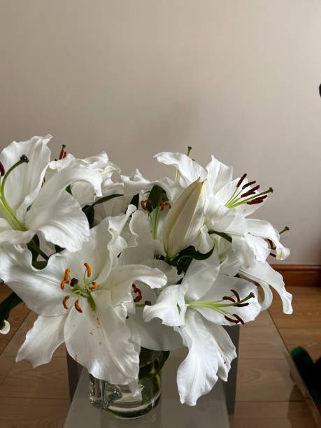 istock Flowers grown up boom 1486527118