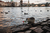 Nutria holding a rose on the background of the Charles Bridge