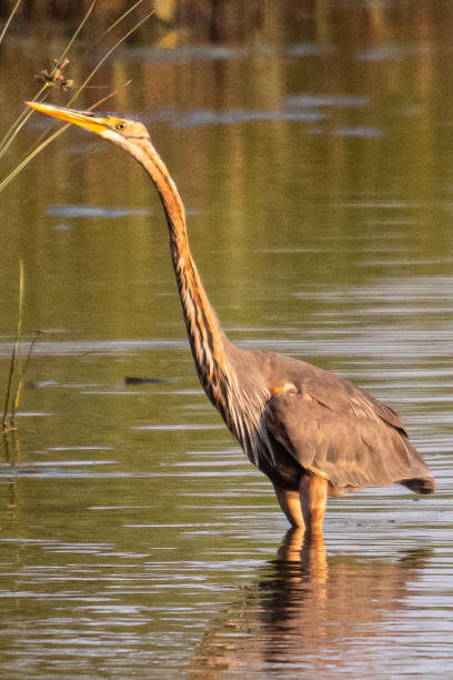 istock grey heron Ardea cinerea is a common bird in emporda girona catalunya spain 1486529806