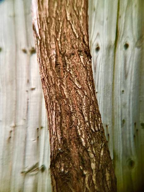 Close-up of the thick bark of an old chestnut tree. Focus stacking technique with multiple photographs