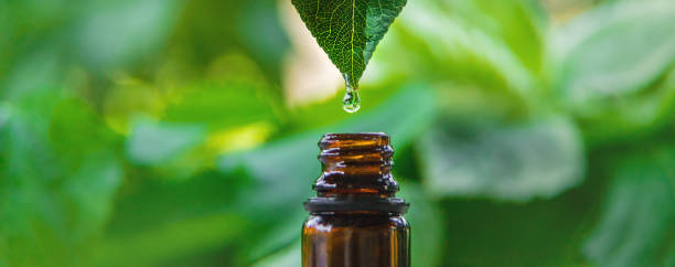 istock Essential oil extract of medicinal herbs in a small bottle. Selective focus. 1486532278