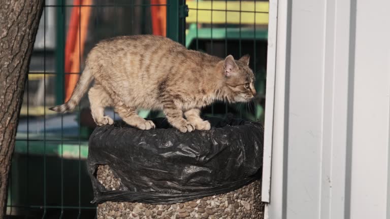 Grey Cat Looking for Food Standing on Trash Can in Park Slow Motion