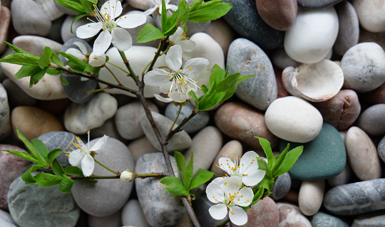 Tree Branch With Soft Leaves And Small Flowers On A Round Sea Pebbles