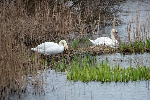 Swan with young animals