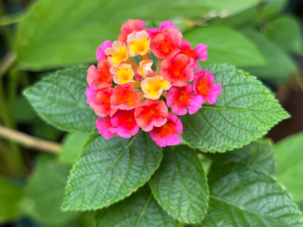istock Lantana camara flower 1486535313
