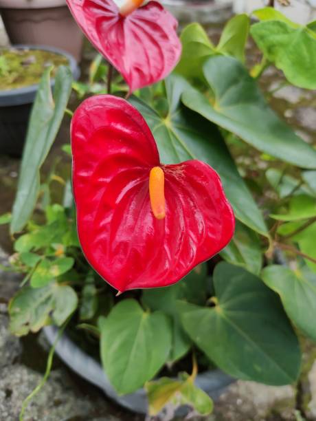 istock Close-up of red flowering plant,central java,Indonesia 1486535810
