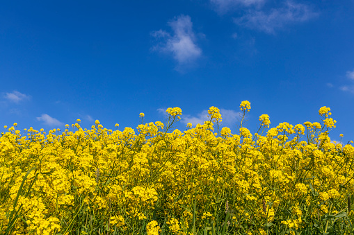 field of yellow flowering rapeseed in front of a deep blue sky, Brassica napus background, hay fever