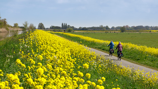 Maasland, Netherlands - 4-29-2023: Two senior cyclists enjoy a spring day riding among the rapeseed along the cycle path